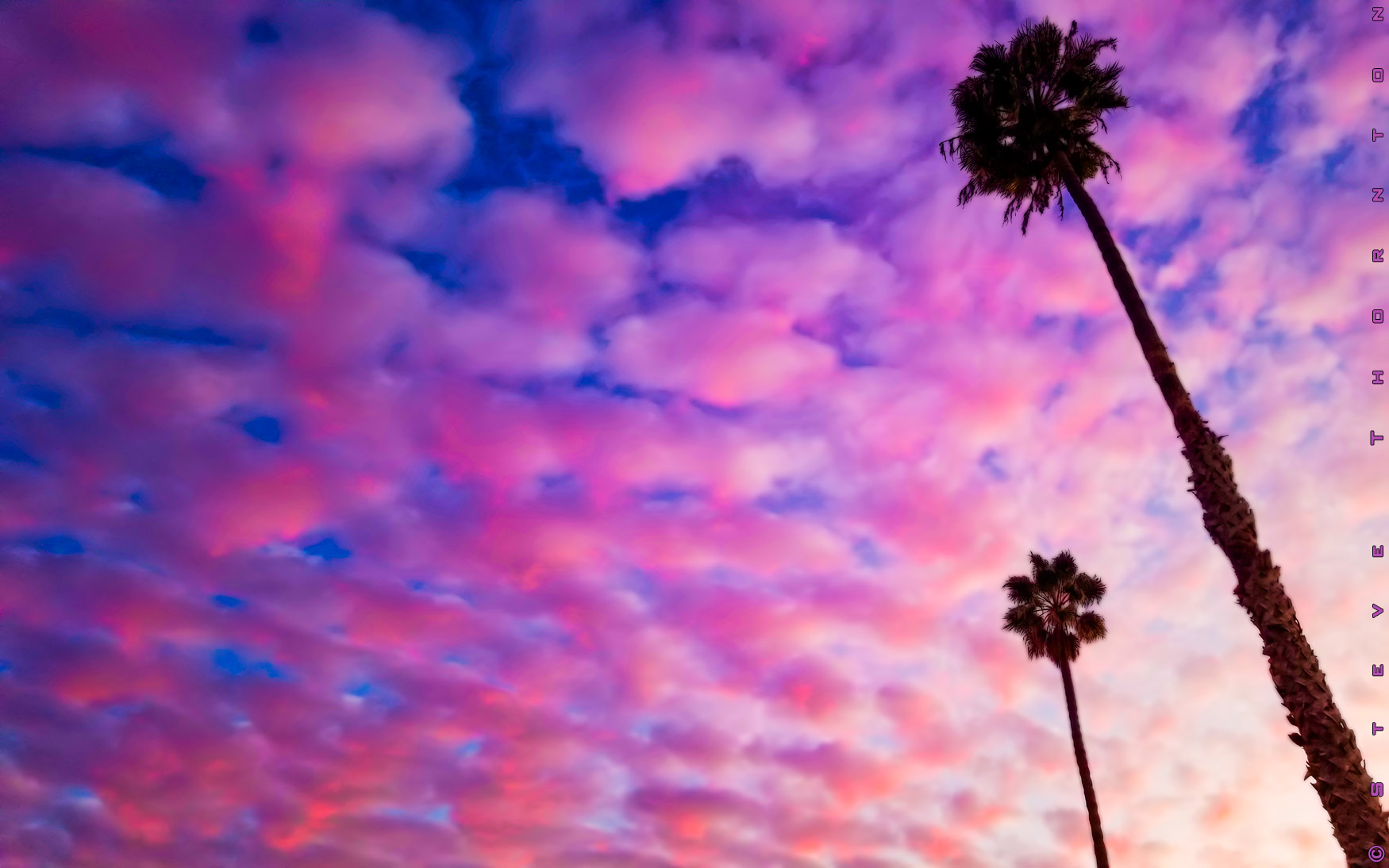 Puffy pink & blue clouds with palm trees shot in Marina del Rey at sunset